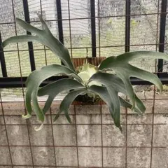 ヒ*ロ様 ベイチーワイルド　ミックス胞子撒き　10/4 ヒ*ロ様 ベイチーワイルド ミックス胞子撒き 10/4 2025年最新