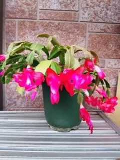 デンマークカクタス 鮮やかなピンクの花抜き苗２株