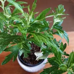 2025年最新】フーチバー 苗の人気アイテム - メルカリ