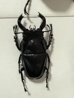 2026年最新】DeAGOSTINI世界の昆虫の人気アイテム - メルカリ