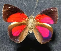 外国産蛾標本 ニシキオオツバメガ 三角紙標本 蝶 昆虫標本 - メルカリ