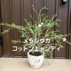 メラレウカ コットンキャンディ 鉢植え 苗 芳香木 オージープランツ