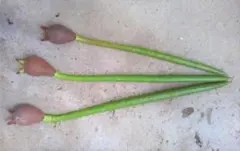 オヒルギ マングローブ 発根あり 苗 観葉植物 海干潟 水槽アクアリウム
