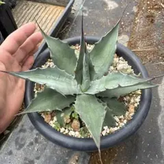 アガベ モンタナ 観葉植物 ドライガーデン 地植え株 即戦力 - メルカリ