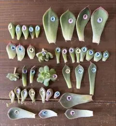 青鬼入り❣️ 葉挿し　ミックスベリア入り　多肉植物　葉挿し　カット苗セット
