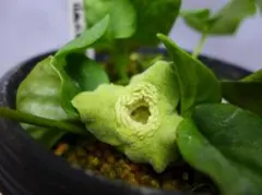 2026年最新】カンアオイ 素心の人気アイテム - メルカリ