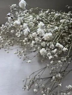 ニゲラオリエンタリス 【25輪】白 ホワイト スワッグ 花材 ロング