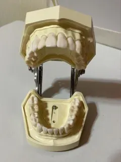 3F【希少・非売品】小野薬品 ONO 腰椎模型 L3-L5 椎間板 脊髄神経