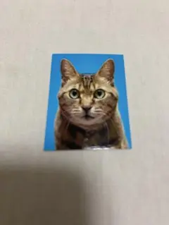 赤の他人　ニャンコの証明写真　ネコ　ガチャガチャ