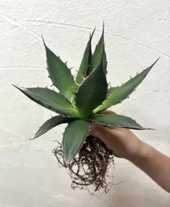 アガベ　ホリダ　①のサムネイル