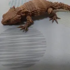 生き物大図鑑　だんごむし07 アルマジロトカゲ　ノーマル