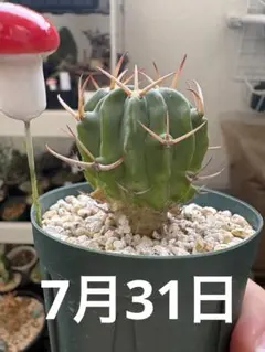 実生サボテン③のサムネイル
