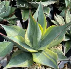 2025年最新】パラサナの人気アイテム - メルカリ