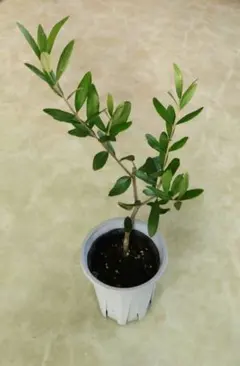 オリーブ　苗木