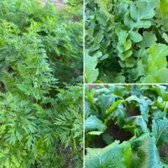 Item thumbnail for item 7346d024-8db7-4d08-bd54-708cfb89e725