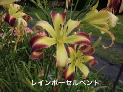 jkunpoi様 リクエスト 2点 まとめ商品