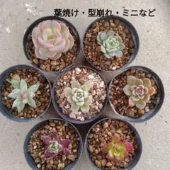 ひ*み様 エケベリア　アソート　訳あり