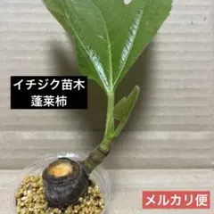 2026年最新】イチジク 穂木 挿し木 苗の人気アイテム - メルカリ