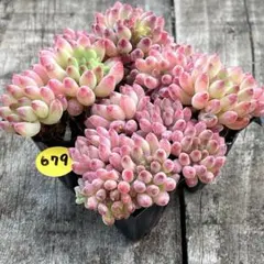 ありっひめ♡様 リクエスト 2点 まとめ商品