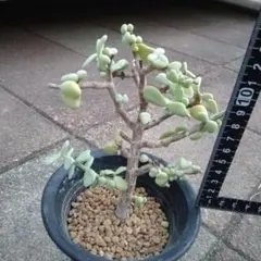 2025年最新】ケラリア ピグマエアの人気アイテム - メルカリ