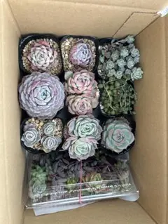多肉植物箱いっぱい