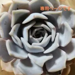 多肉植物寄せ植え　そのまま飾れる　3つセット♡