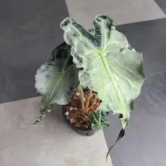 アロカシア ヴェノム Alocasia 'Venom' 管理番号m95 - メルカリ