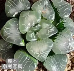 84f 多肉植物　ハオルチア　茸万象　自家繁殖　鉢植え発送 84f 多肉植物 ハオルチア 茸万象 自家繁殖 鉢植え発送 - メルカリ