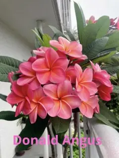 2025年最新】プルメリア苗の人気アイテム - メルカリ