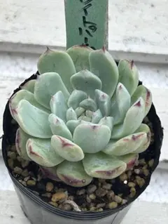 多肉植物 【白牡丹】抜き苗 - メルカリ