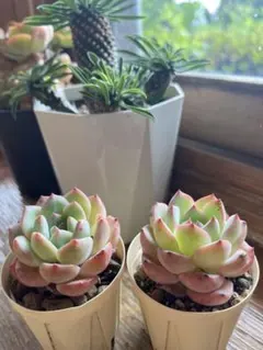 速達発送！くまおん（・(ェ)・）様 リクエスト 2点 まとめ商品