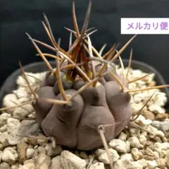 2026年最新】コピアポア 種の人気アイテム - メルカリ