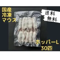 送料無料 冷凍マウスホッパー20匹 - メルカリ