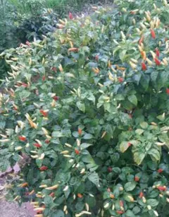 たつ様 リクエスト 2点 まとめ商品