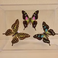 2026年最新】セラムタイマイの人気アイテム - メルカリ