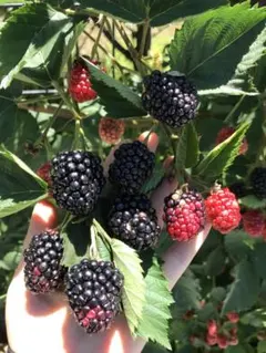 【クール便着払い★】冷凍ブラックベリー800g★ 完全無農薬★ 長野県産❗️のサムネイル