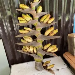 けぃちゃん様 リクエスト 2点 まとめ商品