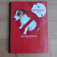 飼ってはいけない! Jack russell terrier