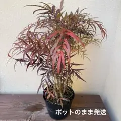 きいろ様 リクエスト 2点 まとめ商品