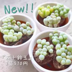 ✨New!!✨ 韓国苗 多肉植物 【五十鈴玉3苗】 10/3発送分 2025年最新】五十鈴 多肉の人気アイテム - メルカリ