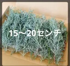 ブルーアイス