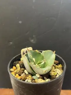 2025年最新】アガベ シーザー 子株の人気アイテム - メルカリ