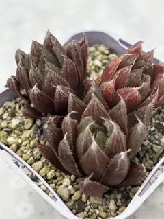 リリィママ様 リクエスト 3点 まとめ商品