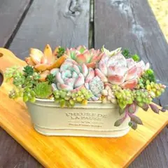 多肉植物寄せ植えC✩.*˚そのまま飾れる✩.*˚