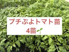 プチぷよトマト苗　4苗