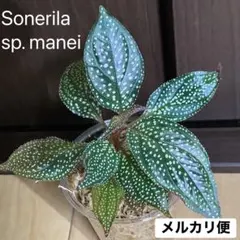 ⑲【Sonerila sp. manei ソネリラ マーメイ】 ベゴニア 原種1