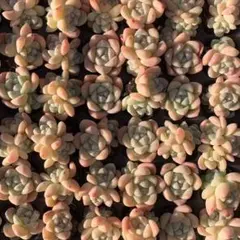 Top【選抜株】多肉植物　220794アイスグリーン　50個　鉢無し/脱土
