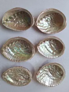 た21　日本海産天然あわび貝殻6枚まとめ売り♪送料込み♪