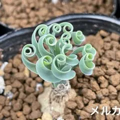 種子　アルブカコンコルディアナ　ケープバルブ　多肉植物寄せ植えや観葉植物好きな方のサムネイル