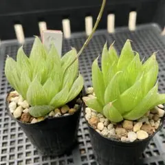 ハオルチア 天空の境錦 多肉植物 - メルカリ